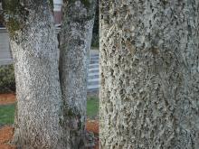 trunk, bark