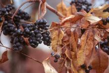 fruit and leaves, early winter