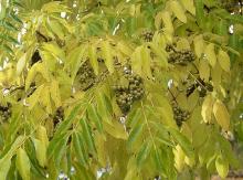leaves and fruit, fall