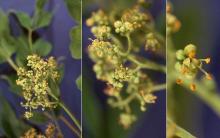 male flower cluster and flowers