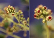 female flowers