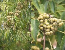 leaves and fruit, summer