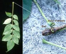 leaf and enclosed bud
