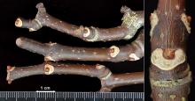 winter twigs and buds