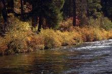 in habitat, fall