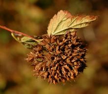 fruit cluster, late summer