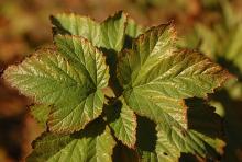 leaves, late summer