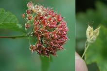 fruit cluster and fruit