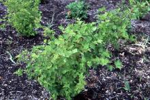 plant habit, small plant