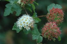 flower and fruit cluster