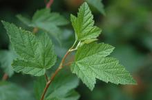 young leaves