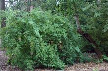 plant habit, summer