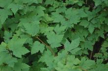 foliage