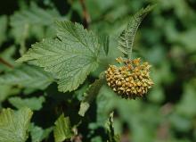 fruit cluster and leaves