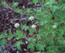 leaves and flower (bud) clusters