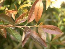 new leaves