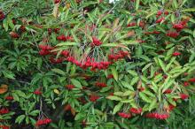 fruiting branches