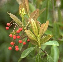 new leaves and previous season's fruit