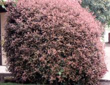 plant habit, sheared, spring plant habit, sheared, spring