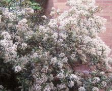 plant habit, flowering plant habit, flowering