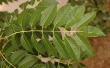 leaf leaf