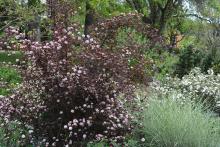 plant habit, spring flowering