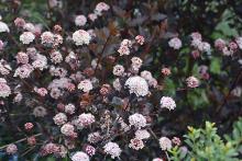 flower clusters