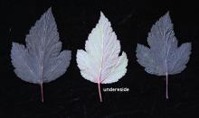 leaves