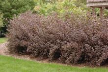 plant habit, hedge, fall