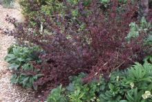plant habit, spring