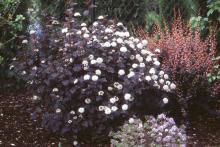 plant habit, spring flowering