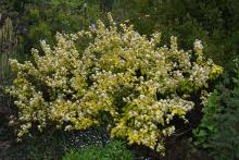 plant habit, spring flowering