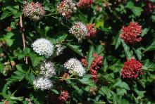 flower and fruit clusters flower and fruit clusters