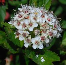 flower cluster flower cluster