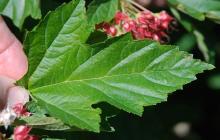leaf leaf