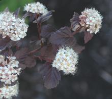 flower clusters and leaves