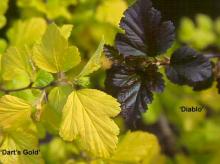 leaves, comparison