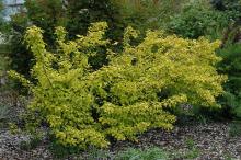 plant habit, late spring