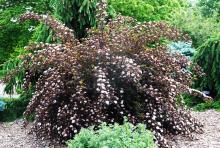 plant habit, spring flowering plant habit, spring flowering