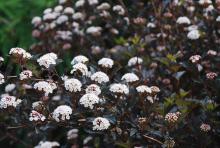 flower clusters and foliage flower clusters and foliage