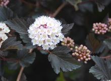 flower cluster and leaves flower cluster and leaves