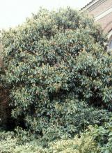 plant habit and new leaves plant habit and new leaves