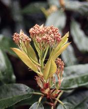 new leaves and emerging flower cluster new leaves and emerging flower cluster
