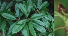 leaves and bud leaves and bud