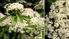 flower clusters flower clusters
