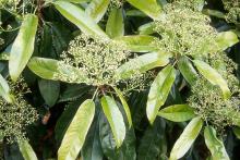 new leaves and start of flowering new leaves and start of flowering