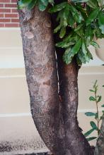 trunk, bark trunk, bark