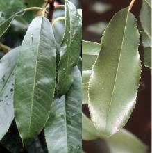 leaves leaves