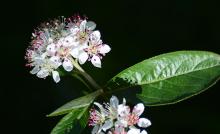 flower cluster and expanding leaf