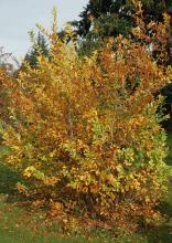 plant habit, fall